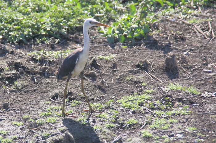 _800Mt Borradaile - Cooper Creek_5666_m_3_PiedHeron